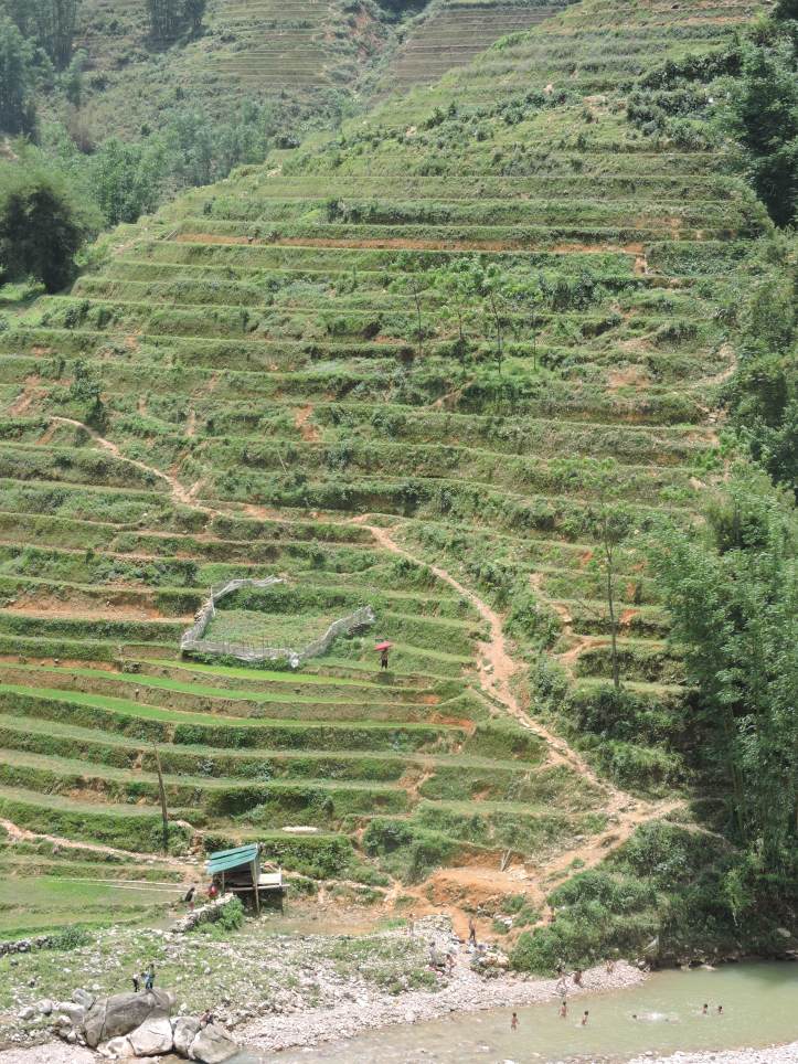 Rice fields, Sapa, Lao Chai, trekking